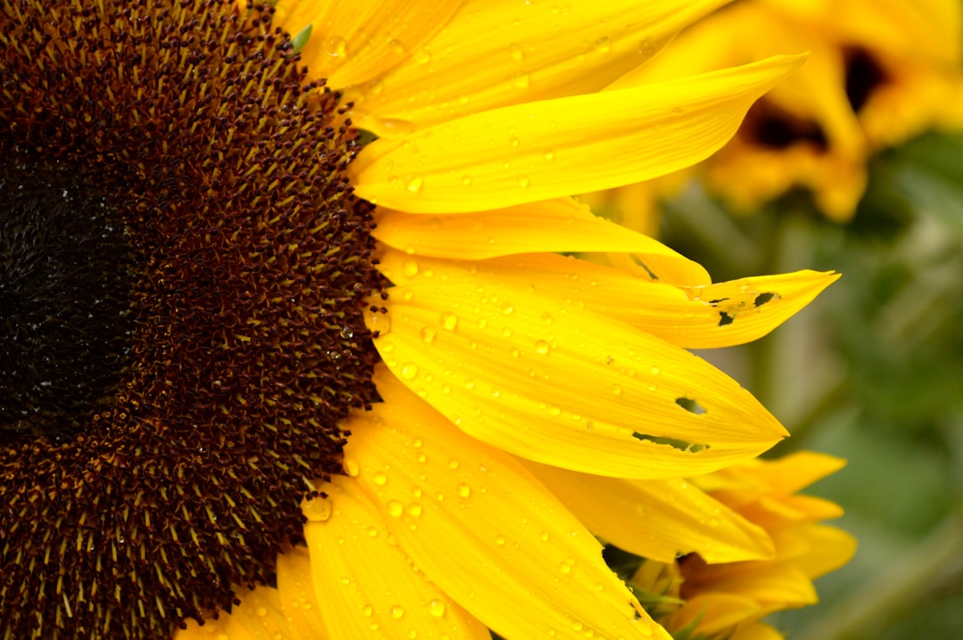 Acceptă-ți imperfecțiunile: frumusețea se găsește în autenticitate